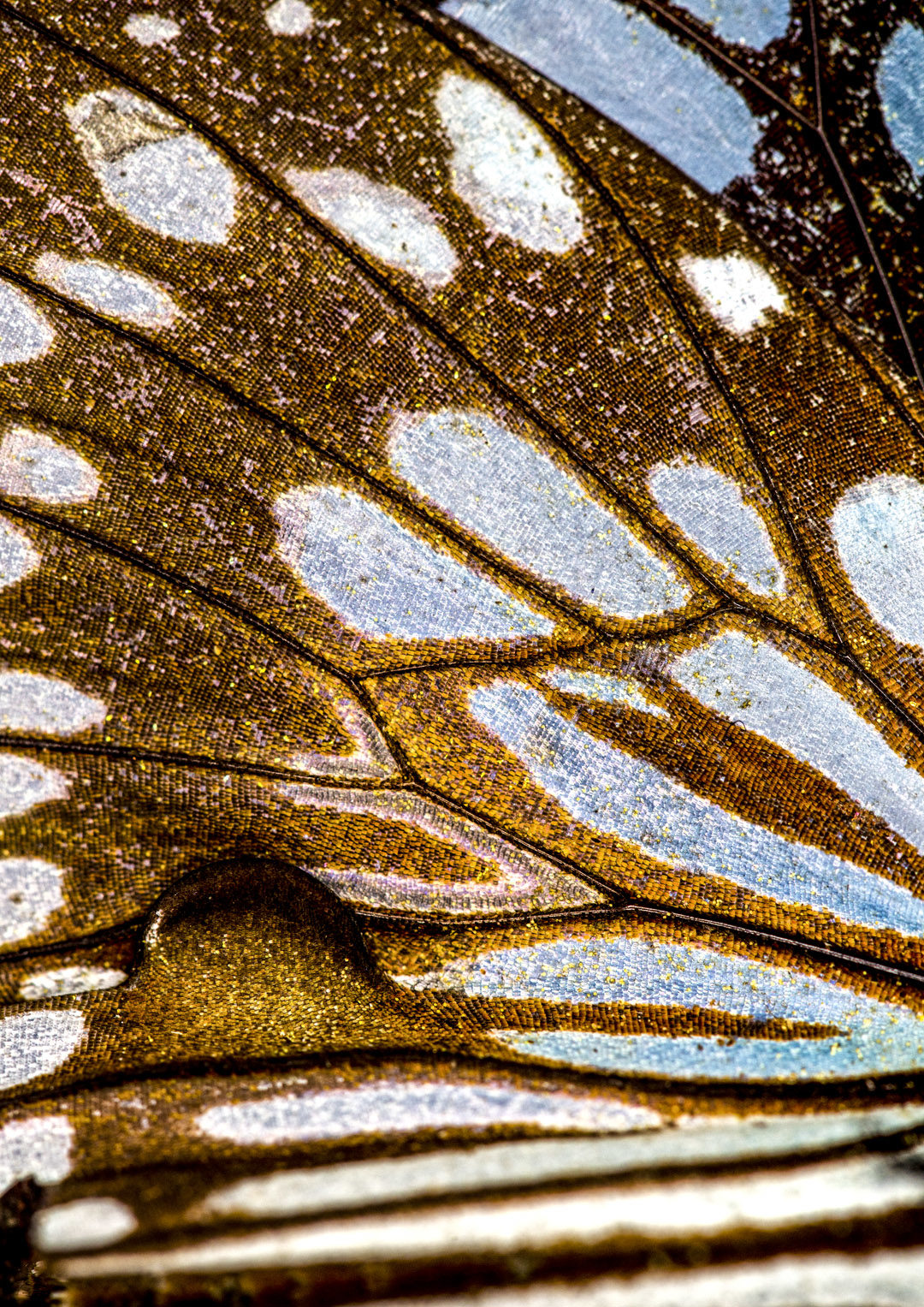 Forest Monarch Butterfly Wing