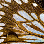 Forest Monarch Butterfly Wing