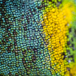 Johnston’s Three Horned Chameleon Skin I