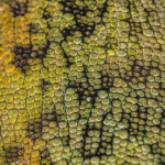 Johnston’s Three Horned Chameleon Skin II