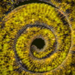 Johnston’s Three Horned Chameleon Tail