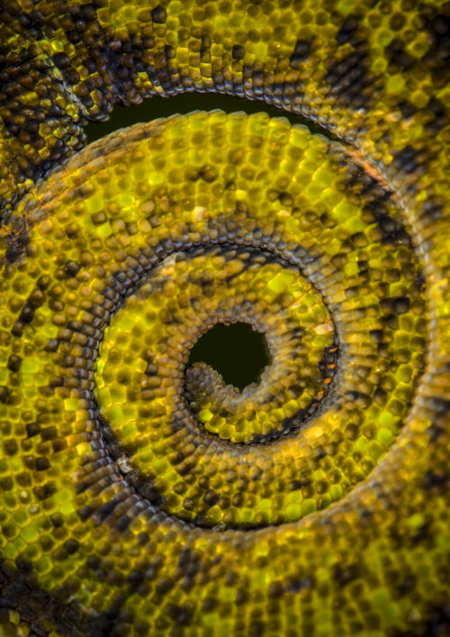 Johnstone's Three Horned Chameleon Tail