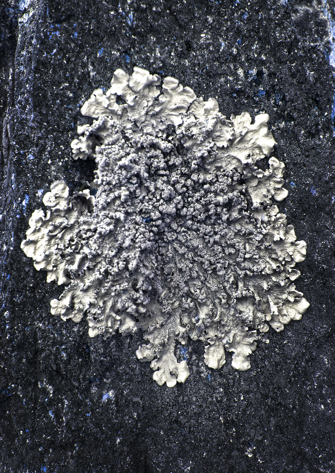 Kibale Forest Lichen II