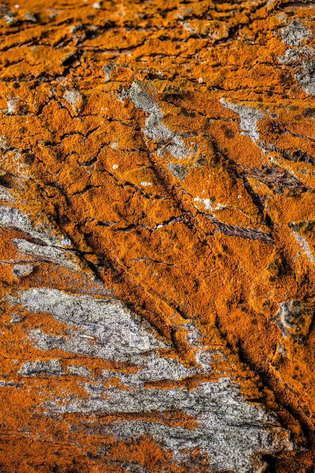 Kibale Tree Bark