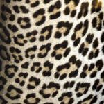 Leopard Skin