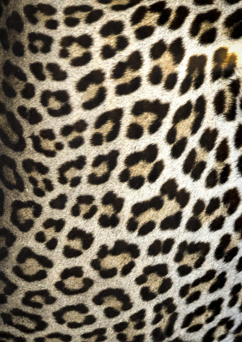 Leapard Skin