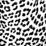 Leopard Skin (Black and White)