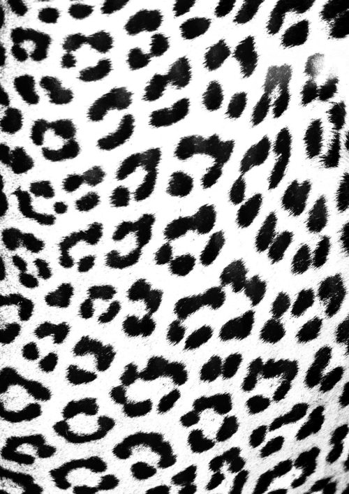 Leopard Skin (B&W)