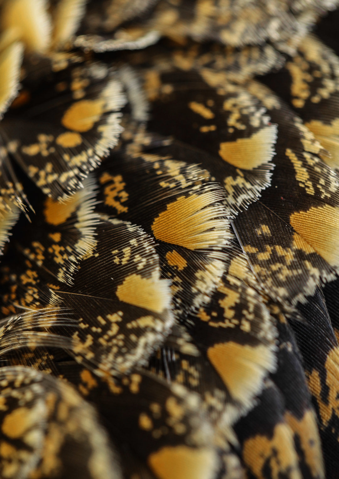 Nightjar Feather