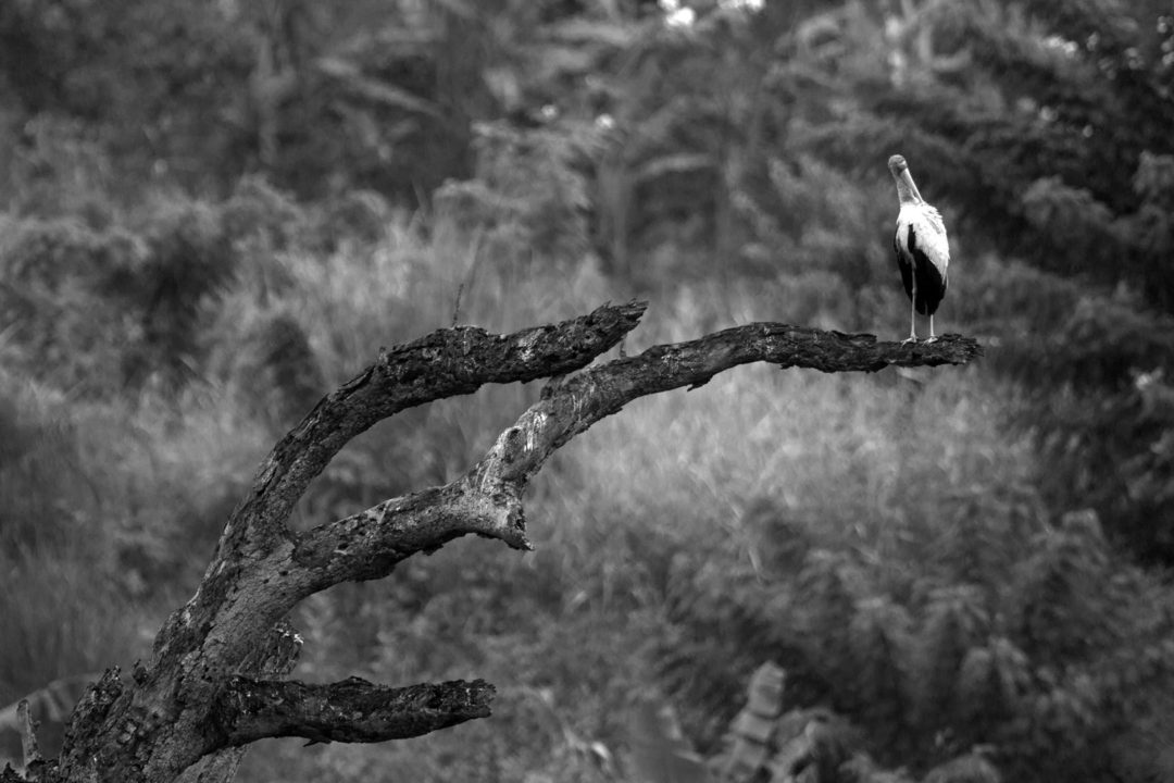 Preening Yellow Bill