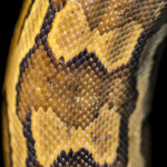 Python Skin