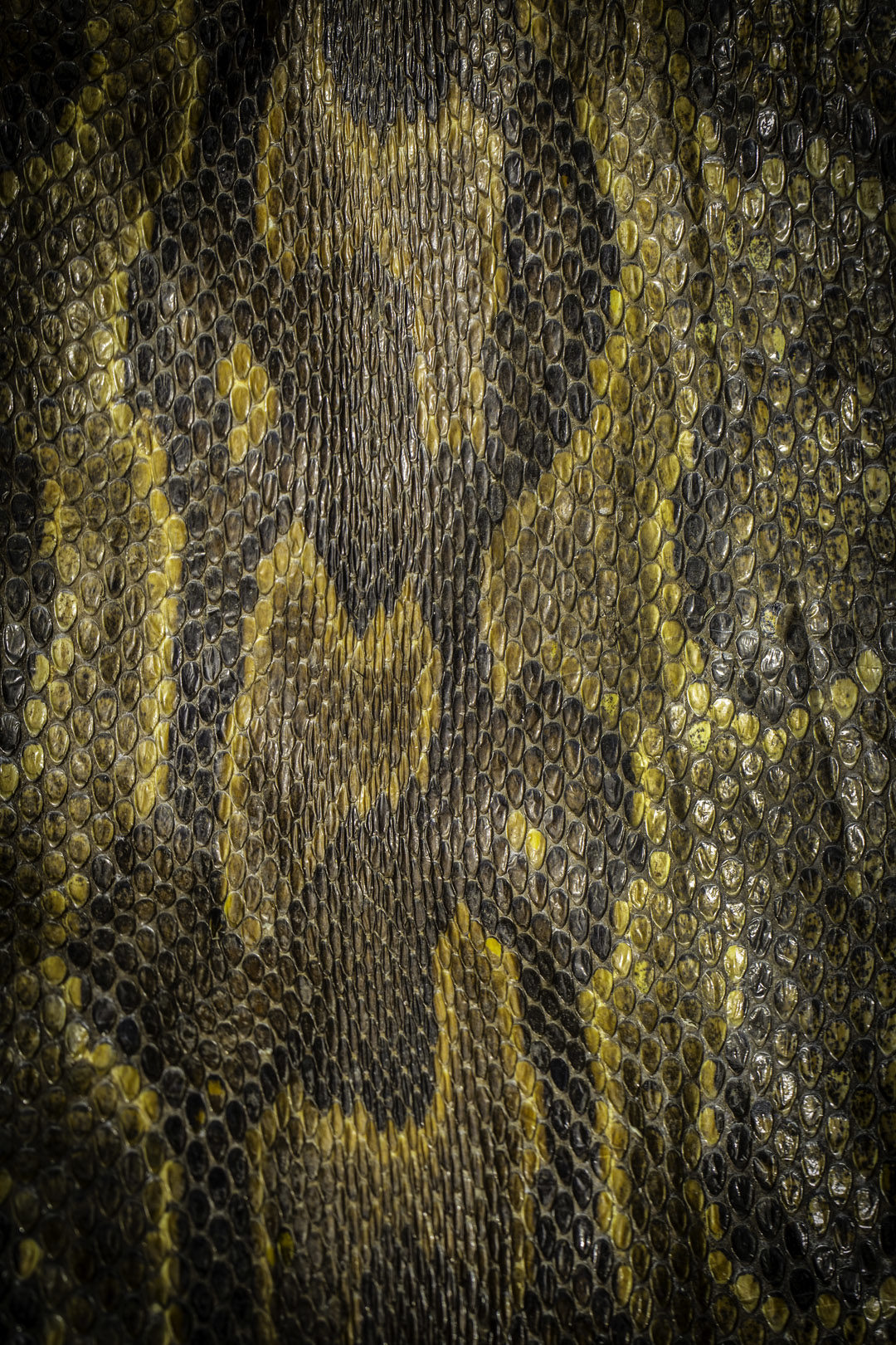 Python Skin Pian