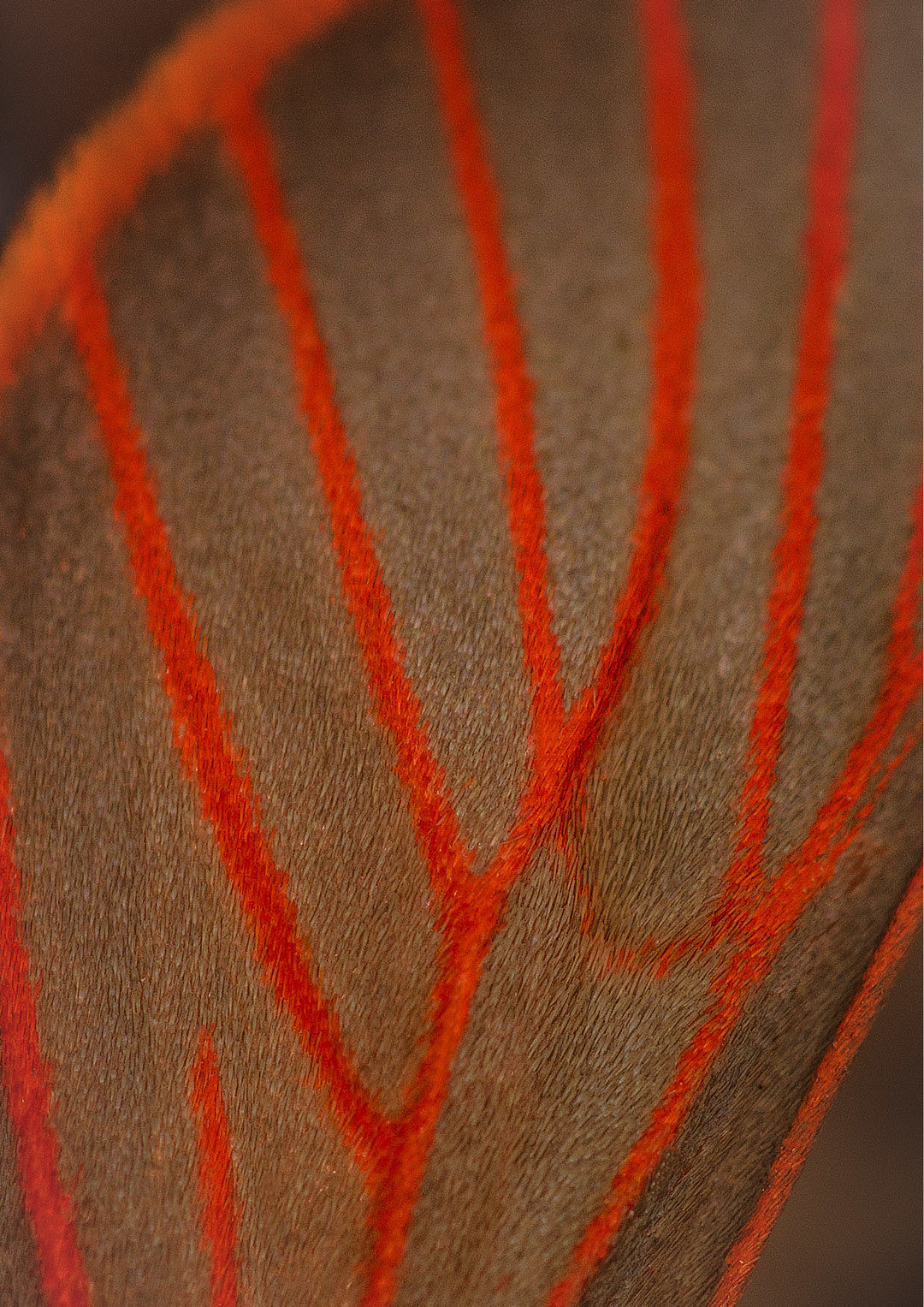 Red Veined Moth Wing