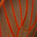 Red Veined Moth Wing