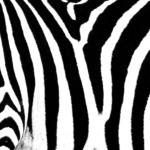 Zebra Skin