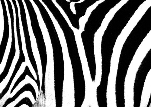 Zebra Skin