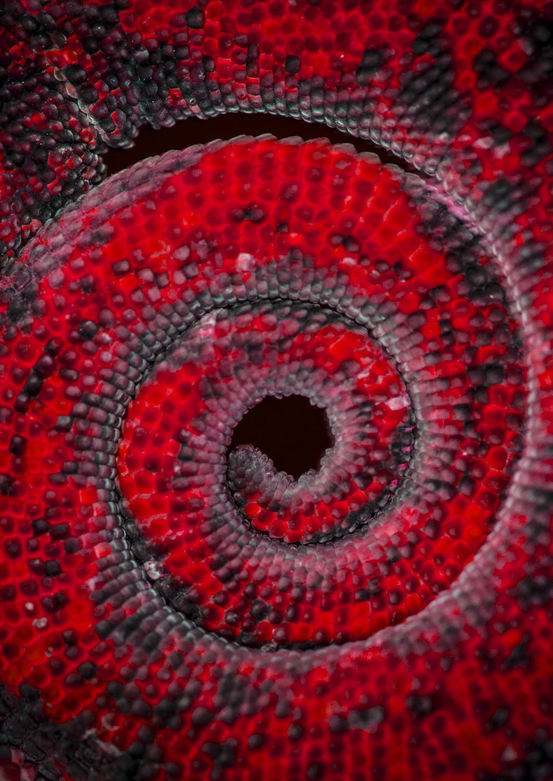 Chameleon Tail - Red