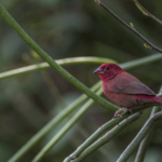 African Firefinch