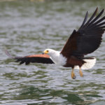 African Fish Eagle