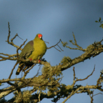 African Green Pigeon