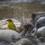 Baglafecht Weaver and Common Bulbul