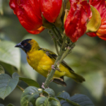 Black-Headed Weaver