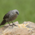 Black-Lored Babbler