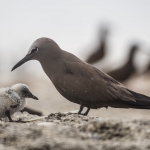 Brown Noddy With Chick