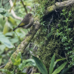 Brown Woodland Warbler