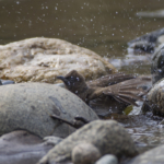 Common Bulbul (Bathing)