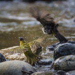 Common Bulbul and Baglafecht Weaver