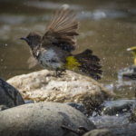 Common Bulbul and Female Black-headed Weaver