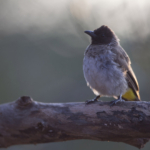 Common Bulbul