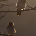 Common Bulbuls