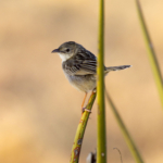 Croaking Cisticola