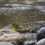 Female Black-Headed Weaver