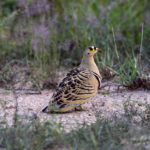 Four-Banded Sandgrouse