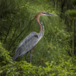 Goliath Heron