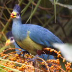 Great Blue Turaco