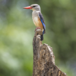 Grey-Headed Kingfisher