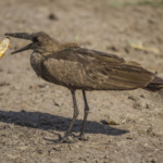 Hamerkop