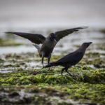 Indian Crows