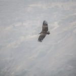 Lappet-Faced Vulture