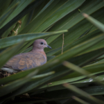 Laughing Dove