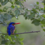 Malachite Kingfisher