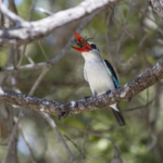 Mangrove Kingfisher