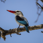 Mangrove Kingfisher