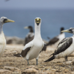 Masked Boobies