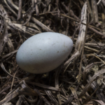 Masked Weaver’s Egg
