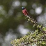 Northern Carmine Bee-Eater